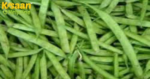 अमारा बीन्स एक ऐसी फसल है जिसे आप जुलाई और अगस्त में उगा सकते हैं। तो आइए जानते हैं इसकी उपज बढ़ाने के कुछ बिंदु अमारा बीन्स एक ऐसी फसल है जिसे आप जुलाई और अगस्त में उगा सकते हैं। तो आइए जानते हैं इसकी उपज बढ़ाने के कुछ बिंदु